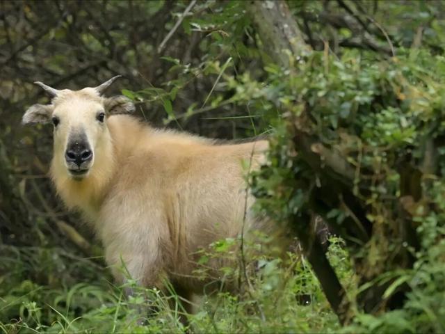 广元不远 周末优选｜不如见一面，顺便玩一圈！清明假期带你玩转唐家河