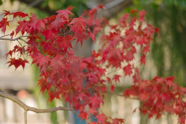 串场河畔，藏着 “橙黄橘绿” 的浪漫暴击~
