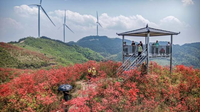 桂林灵川：500余亩杜鹃花海迎春绽放