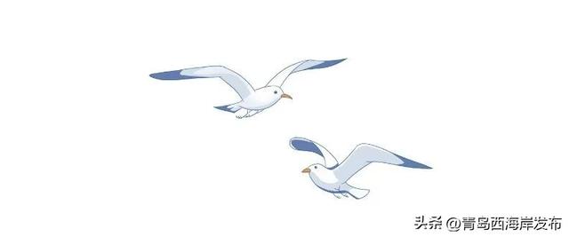 “鸥”耶！西海岸来了一批“老朋友”！