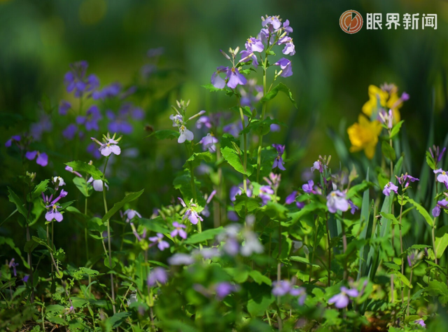 被乌鲁木齐的春天治愈了，花开满城→