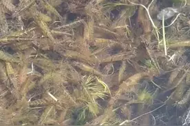 湖南一水库开闸，下游河道爬满河虾，老乡一筐一筐的捞！图片