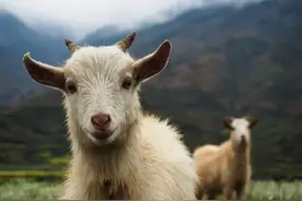 生肖羊：特别是55年、79、91年出生的人，快来接喜吧图片