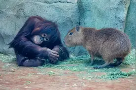 猩猩“霸凌”水豚？图片