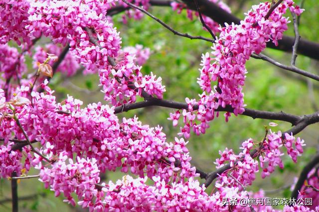 春至四月，云游黑河——这里的踏青赏春胜地千万别错过！