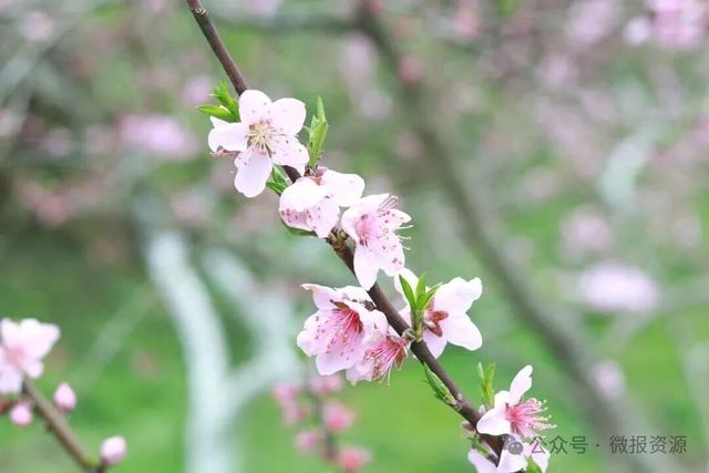 高山桃蕊绽芳华 花海映美苗乡寨——车田苗族乡黄宝村黄桃花绘就生态观赏新景致
