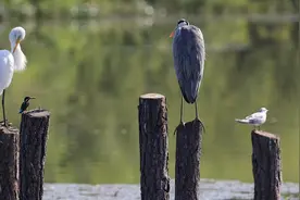 “鸟鸣湖海 人悦自然 ”杭州观鸟手绘地图图片