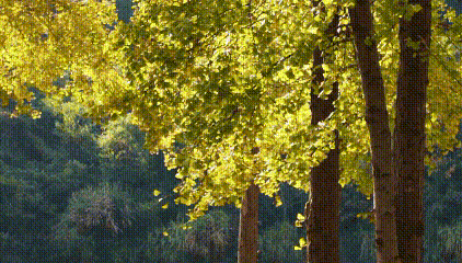 一场迟到的银杏雨，给钱湖南路染上了秋天的颜色~