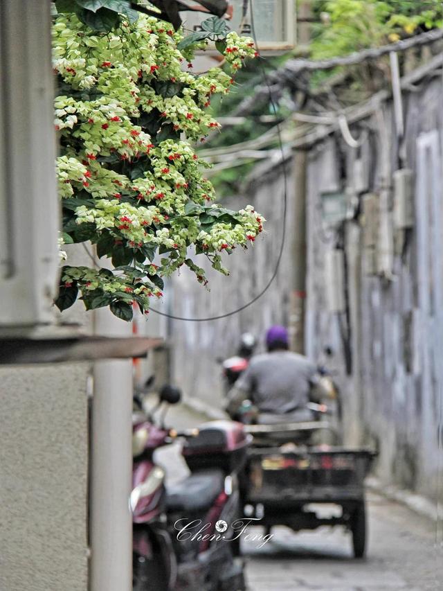 泉州一老街，有一株“龙吐珠”开成花墙，看到的人都直呼“太美”