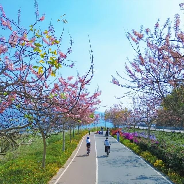 石屏的神黄豆花开了~