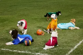 搜索热度翻100倍，“每家都在做”的爆款，捧红狗界“始祖鸟”图片