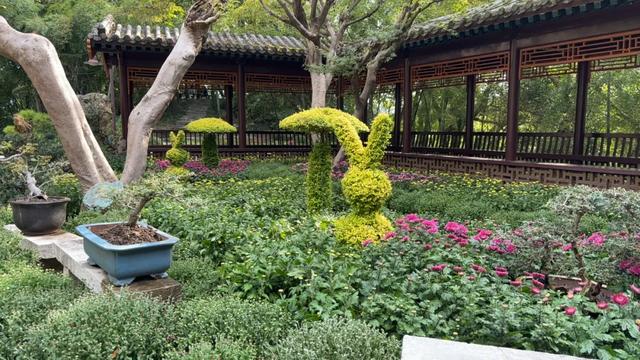 免费观赏!本周六,万余盆菊花亮相黄石!