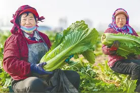 东杨庄大白菜 绿色A级畅销粤港图片