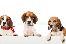 老兽医揭秘：宠物医院不会告诉你的10个低成本治病妙招！图片