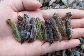 8年长成成虫，一年吃掉3千只蚊子，如今被人类当成食物大吃特吃！图片
