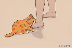 养猫久了才明白，猫突然攻击我的脚，原来是这些意思图片