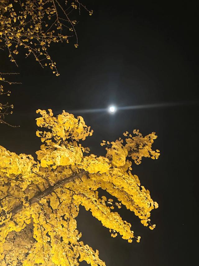 当春城夜色遇银杏金黄！昆明这处夜景观赏地，美到窒息→