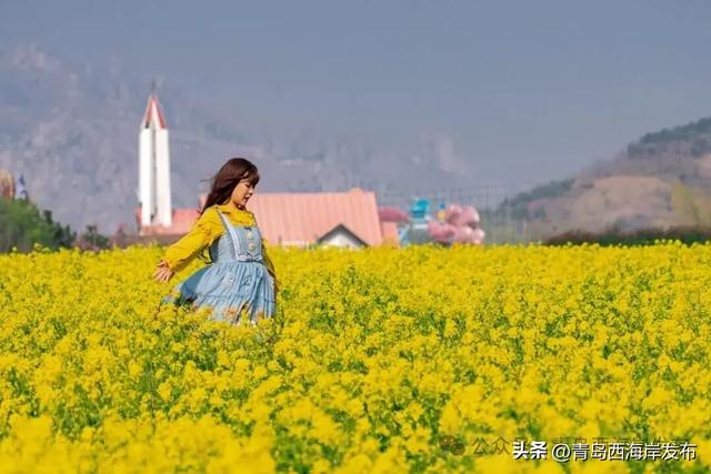 西海岸油菜花海来了!