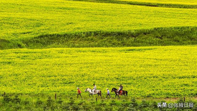 张掖民乐：祁连山下万亩油菜花开引客来