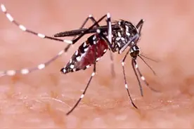 原来蚊子的最大克星不是蚊香？其实驱蚊很简单，整晚开窗都不怕图片