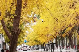 多条线路！乘着公交打卡淄博最美银杏图片