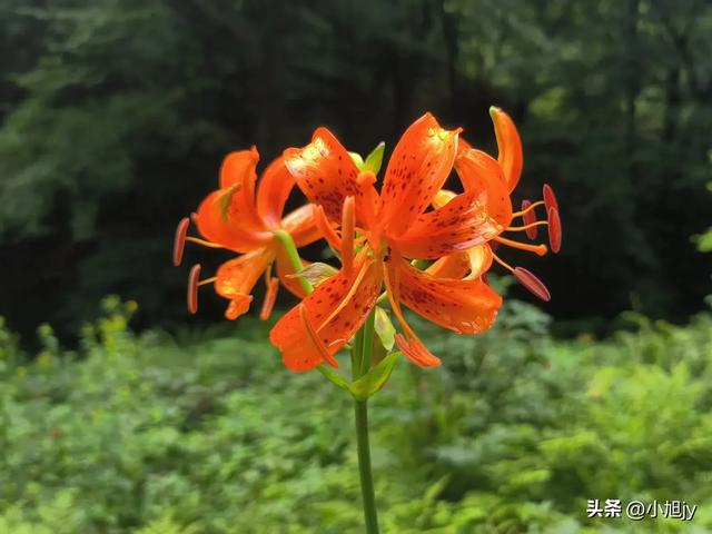 本溪小芹沟～五顶山～大西沟穿越｜说是休闲穿越，结果滑得摔P墩