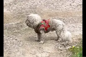 一只穿着衣服的比熊犬，在村子里流浪数月，其他流浪狗都很嫌弃它图片