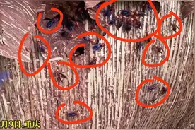 惊！重庆万州现2米巨型马蜂窝，村民直呼：这谁顶得住啊啊？图片
