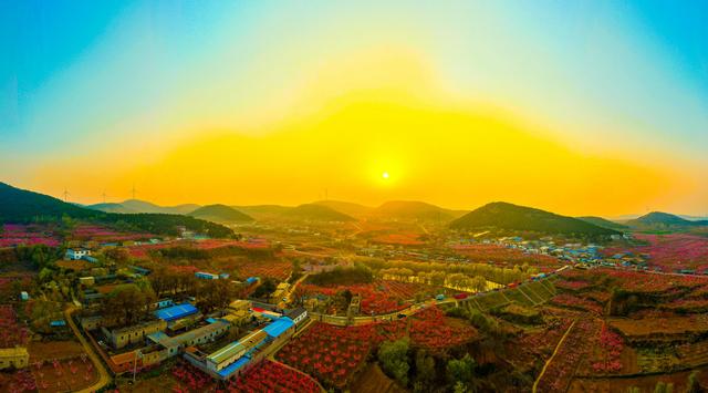 肥城桃花开成海 桃源春风醉若仙