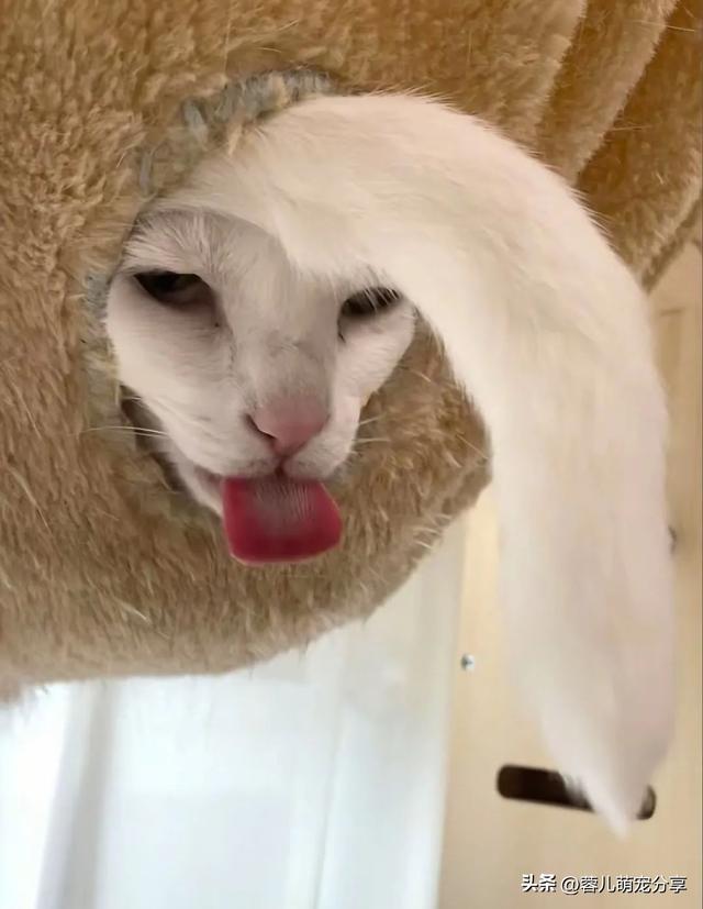 妹子说被一只猫油腻到，寻思能有多油，结果…哈哈哈我投降！