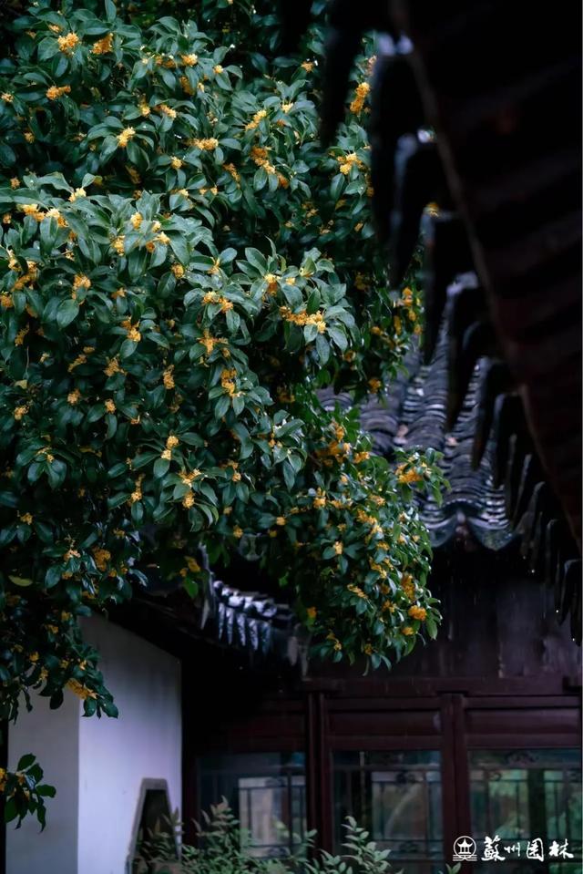 桂香满城！苏州桂花赏花地图来了！