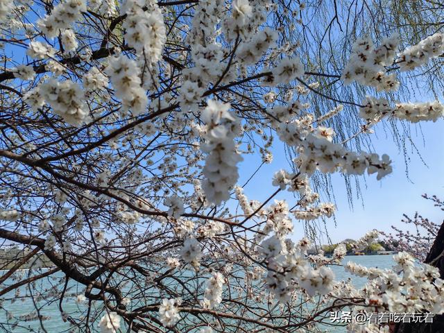 北京公园赏花记