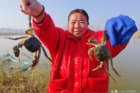 黄河故道螃蟹鲜活“上岸”图片
