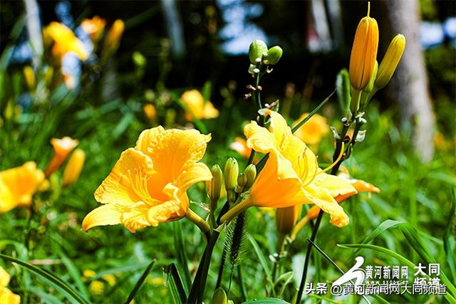 探访萱草花园 邂逅夏日浪漫