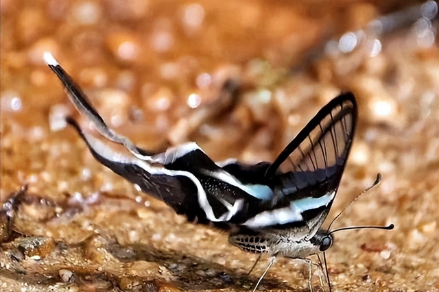 东北虎的家，蝴蝶的王国！哈巴罗夫斯克：远东的自然宝藏库