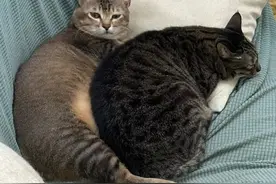 这是雀猫，那是狸花猫，那是金渐层，它们毛色不一样，别再搞错了图片