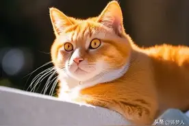 猫咪绝育有没有必要？我家这只母猫会给它留个完整身子图片