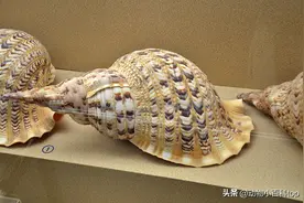 世界十大最好看的贝壳排名,你见过几种?图片