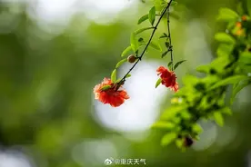 ↗↘↗→→ 高考前后重庆天气是这样~图片