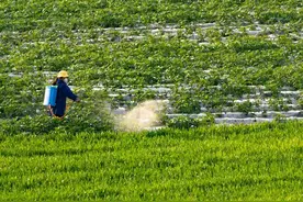 世上公认的四种植物生长调节剂，为什么越来越火？用效果说话图片