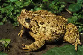 把癞蛤蟆这样操作，就能获得消肿止痛、攻毒抗癌药|止痛药：蟾酥图片