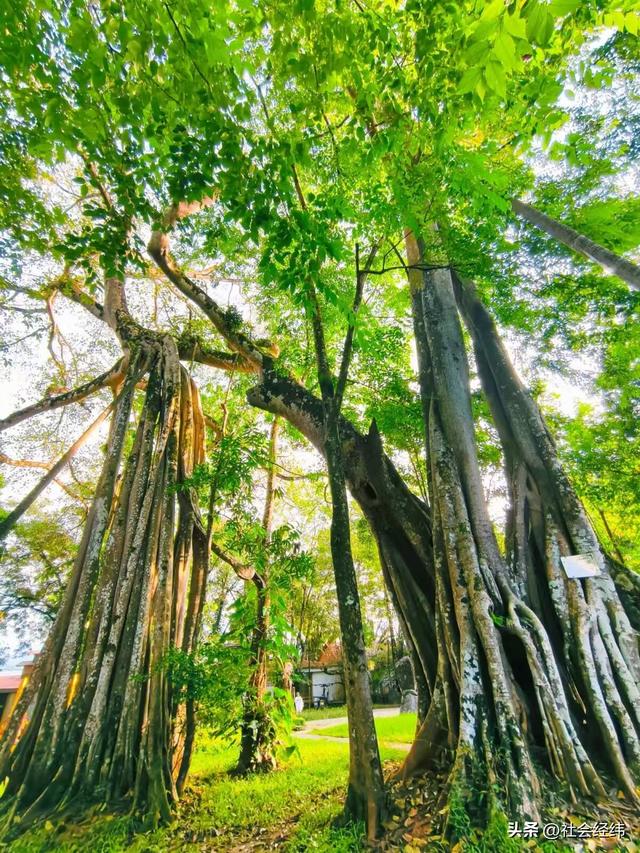 每日一景|百年榕树枝繁叶茂，瑞丽独树自成林海
