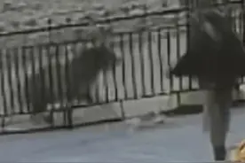 虎vs狮到底谁更厉害图片