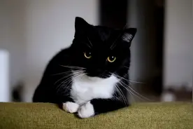 黑猫警长为什么会是奶牛猫呢？图片