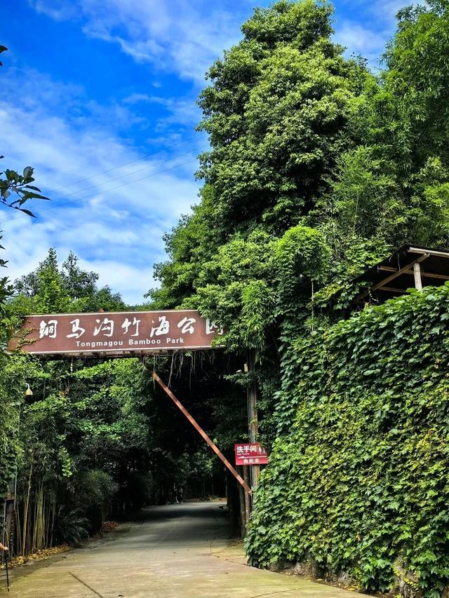 成都1h直达5000亩竹林，不费腿0门票，徒步挖笋玩水遛娃天花板！