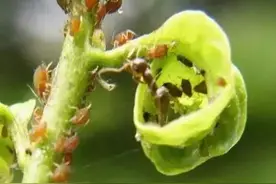 蔬菜生虫不用愁，教你4个实用的土方法，不打药，不伤苗，还健康图片