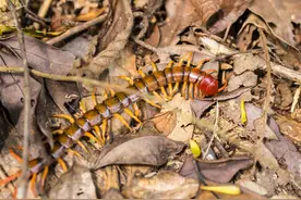 最致命的10种毒虫！蜈蚣、蝎子和马陆的恐怖毒性图片