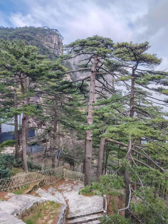 漫步黄山松掩山丛树杪，云隐仙踪徒步蹬道千阶