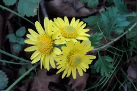 路边常见野菊，号称“肝王草”，也是夏季消暑凉茶，摘些回家备用图片