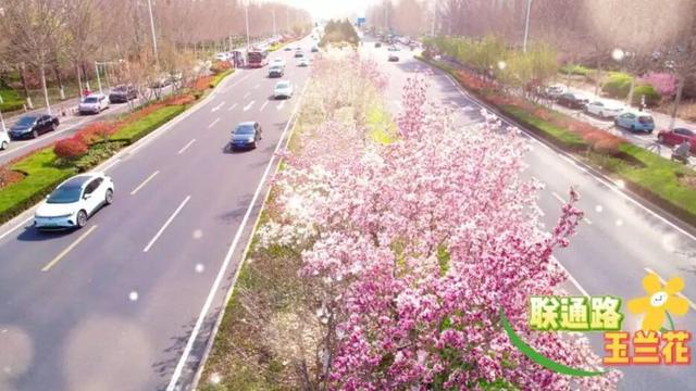 好多人在拍！快来打卡淄博这些“花海大道”~